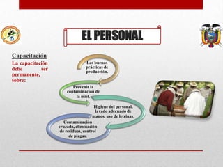 EL PERSONAL
Capacitación
La capacitación
debe
ser
permanente,
sobre:

Las buenas
prácticas de
producción.

Prevenir la
contaminación de
la miel.
Higiene del personal,
lavado adecuado de
manos, uso de letrinas.
Contaminación
cruzada, eliminación
de residuos, control
de plagas.

 