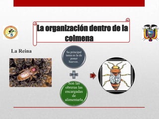 La organización dentro de la
colmena
La Reina

Su principal
tarea es la de
poner
huevos .

Son las
obreras las
encargadas
de
alimentarla
.

.

 