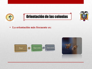 Orientación de las colonias
• La orientación más frecuente es:

 