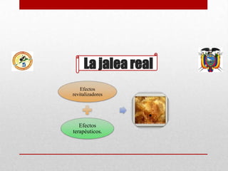 La jalea real
Efectos
revitalizadores

.
Efectos
terapéuticos.

 