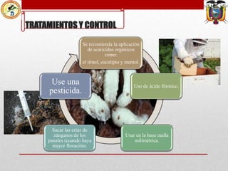 TRATAMIENTOS Y CONTROL
Se recomienda la aplicación
de acaricidas orgánicos
como:
el timol, eucalipto y mentol.

Use una
pesticida.

Sacar las crías de
zánganos de los
panales (cuando haya
mayor floración).

Uso de ácido fórmico.

Usar en la base malla
milimétrica.

 