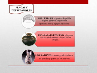 PLAGAS Y
DEPREDADORES
GALLERIASIS: el gusano de polilla
origina pérdidas importantes
(panales, miel y equipos apícolas).

ESCARABAJO PEQUEÑO: plaga que
afecta drásticamente a la cría de las
abejas .

LOS RATONES: causan grades daños a
los panales y partes de los marcos.

 