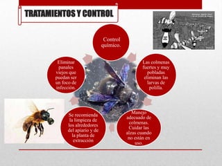 TRATAMIENTOS Y CONTROL
Control
químico.
Eliminar
panales
viejos que
puedan ser
un foco de
infección.

Se recomienda
la limpieza de
los alrededores
del apiario y de
la planta de
extracción

Las colmenas
fuertes y muy
pobladas
eliminan las
larvas de
polilla.

Manejo
adecuado de
colmenas.
Cuidar las
alzas cuando
no están en
uso.

 