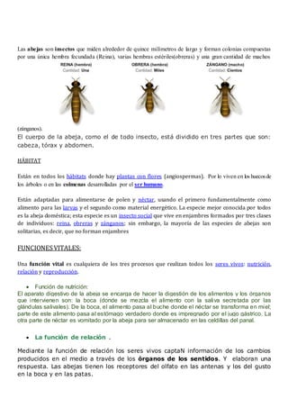 Las abejas son insectos que miden alrededor de quince milímetros de largo y forman colonias compuestas
por una única hembra fecundada (Reina), varias hembras estériles(obreras) y una gran cantidad de machos
(zánganos).
El cuerpo de la abeja, como el de todo insecto, está dividido en tres partes que son:
cabeza, tórax y abdomen.
HÁBITAT
Están en todos los hábitats donde hay plantas con flores (angiospermas). Por lo viven en los huecosde
los árboles o en las colmenas desarrolladas por el ser humano.
Están adaptadas para alimentarse de polen y néctar, usando el primero fundamentalmente como
alimento para las larvas y el segundo como material energético. La especie mejor conocida por todos
es la abeja doméstica; esta especie es un insecto social que vive en enjambres formados por tres clases
de individuos: reina, obreras y zánganos; sin embargo, la mayoría de las especies de abejas son
solitarias, es decir, que no forman enjambres
FUNCIONESVITALES:
Una función vital es cualquiera de los tres procesos que realizan todos los seres vivos: nutrición,
relación y reproducción.
 Función de nutrición:
El aparato digestivo de la abeja se encarga de hacer la digestión de los alimentos y los órganos
que intervienen son: la boca (donde se mezcla el alimento con la saliva secretada por las
glándulas salivales). De la boca, el alimento pasa al buche donde el néctar se transforma en miel;
parte de este alimento pasa al estómago verdadero donde es impregnado por el jugo gástrico. La
otra parte de néctar es vomitado por la abeja para ser almacenado en las celdillas del panal.
 La función de relación .
Mediante la función de relación los seres vivos captaN información de los cambios
producidos en el medio a través de los órganos de los sentidos. Y elaboran una
respuesta. Las abejas tienen los receptores del olfato en las antenas y los del gusto
en la boca y en las patas.
 