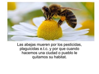 Las abejas mueren por los pesticidas,
plaguicidas e.t.c. y por que cuando
hacemos una ciudad o pueblo le
quitamos su habitat.
 