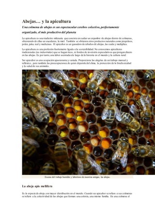 Abejas… y la apicultura
Una colmena de abejas es un espectacular cerebro colectivo, perfectamente
organizado, el más productivo del planeta
La apicultura es una tradición milenaria que consiste en cuidar un enjambre de abejas dentro de colmenas,
obteniendo de ellas un excedente, la miel. También se obtienen otros productos naturales como propóleos,
polen, jalea real y medicinas. El apicultor es un ganadero de rebaños de abejas, las cuida y multiplica.
La apicultura es una profesión fuertemente ligada a la sostenibilidad. No conocemos apicultores
tradicionales (no industriales) que se hagan ricos, ni fondos de inversión especulativos que pongan dinero
en las abejas. Es por tanto,una labor asentada a lo largo de la historia en el mundo y la cultura rural.
Ser apicultor es una ocupación apasionante y variada. Proporciona las alegrías de un trabajo manual y
reflexivo, pero también las preocupaciones de quien depende del clima, la protección de la biodiversidad
y la salud de sus animales.
Escena del trabajo humilde y laborioso de nuestras amigas, las abejas.
La abeja apis mellifera
Es la especie de abeja con mayor distribución en el mundo. Cuando un apicultor se refiere a sus colmenas
se refiere a la colectividad de las abejas que forman una colonia, una misma familia. En una colmena el
 