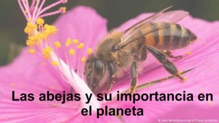 Las abejas y su importancia en
el planeta
 