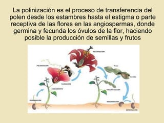 La polinización es el proceso de transferencia del
polen desde los estambres hasta el estigma o parte
receptiva de las flores en las angiospermas, donde
germina y fecunda los óvulos de la flor, haciendo
posible la producción de semillas y frutos

 