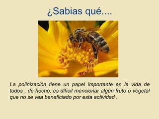 ¿Sabias qué....

La polinización tiene un papel importante en la vida de
todos , de hecho, es difícil mencionar algún fruto o vegetal
que no se vea beneficiado por esta actividad .

 