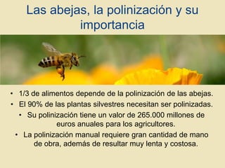Las abejas, la polinización y su
importancia

• 1/3 de alimentos depende de la polinización de las abejas.
• El 90% de las plantas silvestres necesitan ser polinizadas.
• Su polinización tiene un valor de 265.000 millones de
euros anuales para los agricultores.
• La polinización manual requiere gran cantidad de mano
de obra, además de resultar muy lenta y costosa.

 