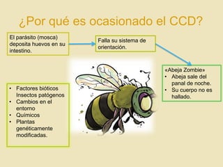 ¿Por qué es ocasionado el CCD?
El parásito (mosca)
deposita huevos en su
intestino.

• Factores bióticos
Insectos patógenos
• Cambios en el
entorno
• Químicos
• Plantas
genéticamente
modificadas.

Falla su sistema de
orientación.

«Abeja Zombie»
• Abeja sale del
panal de noche.
• Su cuerpo no es
hallado.

 