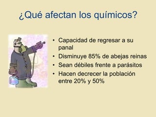 ¿Qué afectan los químicos?
• Capacidad de regresar a su
panal
• Disminuye 85% de abejas reinas
• Sean débiles frente a parásitos
• Hacen decrecer la población
entre 20% y 50%

 