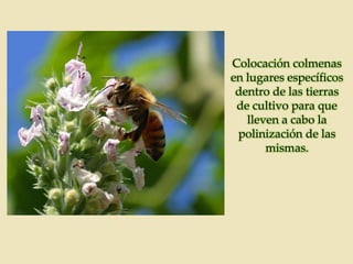 Colocación colmenas
en lugares específicos
dentro de las tierras
de cultivo para que
lleven a cabo la
polinización de las
mismas.

 