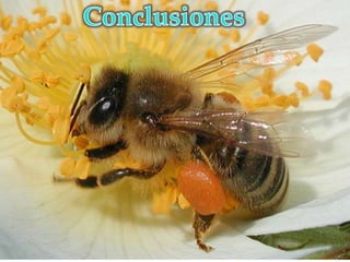 Abejas en Peligro