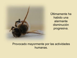 Últimamente ha
habido una
alarmante
disminución
progresiva.

Provocado mayormente por las actividades
humanas.

 