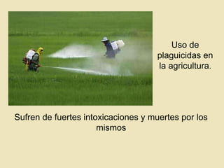 Uso de
plaguicidas en
la agricultura.

Sufren de fuertes intoxicaciones y muertes por los
mismos

 