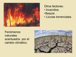 Otros factores:
• Incendios
•Sequía
• Lluvias torrenciales

Fenómenos
naturales
acentuados por el
cambio climático.

 