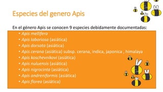 Abeja vomita tu miel | PPTX