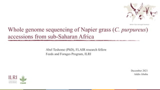 Better lives through livestock
Whole genome sequencing of Napier grass (C. purpureus)
accessions from sub-Saharan Africa
Abel Teshome (PhD), FLAIR research fellow
Feeds and Forages Program, ILRI
December 2021
Addis Ababa
 
