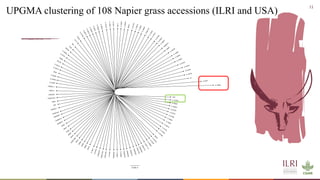 Whole genome sequencing of Napier grass (C. purpureus) accessions from sub-Saharan Africa