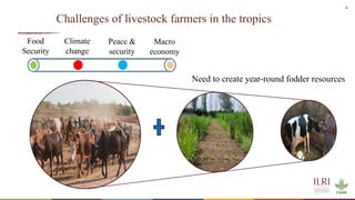 Whole genome sequencing of Napier grass (C. purpureus) accessions from sub-Saharan Africa