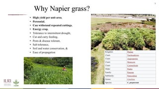 Whole genome sequencing of Napier grass (C. purpureus) accessions from sub-Saharan Africa