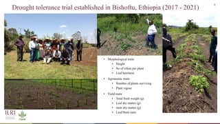 Whole genome sequencing of Napier grass (C. purpureus) accessions from sub-Saharan Africa