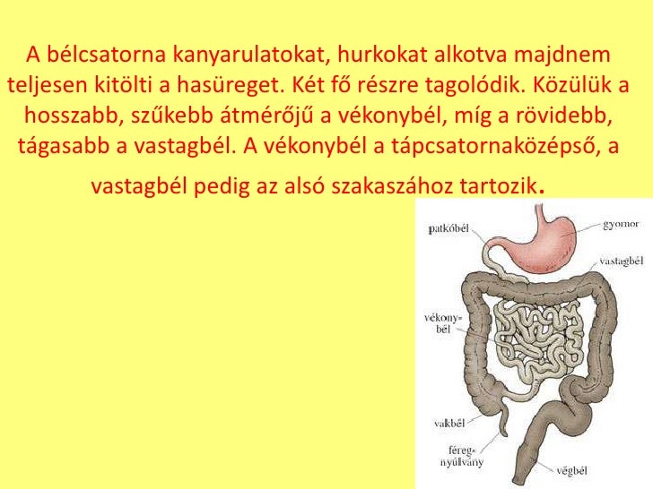 A bélcsatorna melyik szakaszában szívódik fel a víz és az ásványi sók nagy része