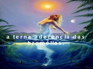 a terna aderência das bromélias, 