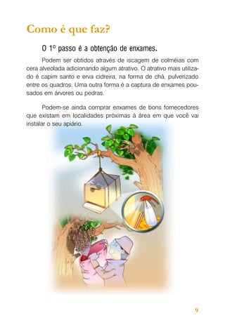 Como é que faz?
O 1º passo é a obtenção de enxames.
Podem ser obtidos através de iscagem de colméias com
cera alveolada adicionando algum atrativo. O atrativo mais utilizado é capim santo e erva cidreira, na forma de chá, pulverizado
entre os quadros. Uma outra forma é a captura de enxames pousados em árvores ou pedras.
Podem-se ainda comprar enxames de bons fornecedores
que existam em localidades próximas à área em que você vai
instalar o seu apiário.

9

 