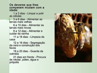        Os deveres que lhesOs deveres que lhes
competem mudam com acompetem mudam com a
idade:idade:
                   1 a 3 dias - Limpar e polir1 a 3 dias - Limpar e polir
as célulasas células
                   3 a 6 dias - Alimentar as3 a 6 dias - Alimentar as
larvas mais velhaslarvas mais velhas
                   6 a 10 dias - Alimentar as6 a 10 dias - Alimentar as
larvas mais novaslarvas mais novas
                   8 a 12 dias - Alimentar e8 a 12 dias - Alimentar e
cuidar da rainhacuidar da rainha
                   11 a 18 dias - Limpeza da11 a 18 dias - Limpeza da
casacasa
                   12 a 18 dias - Segregação12 a 18 dias - Segregação
da cera e construção dosda cera e construção dos
favosfavos
                   18 a 20 dias - Guarda da18 a 20 dias - Guarda da
colméiacolméia
                   21 dias em frente - Procura21 dias em frente - Procura
de néctar, pólen, água ede néctar, pólen, água e
própolis  própolis  
 
