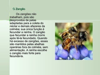 O ZangãoO Zangão
Os zangões nãoOs zangões não
trabalham, pois sãotrabalham, pois são
desprovidos de patasdesprovidos de patas
adaptadas para a coleta doadaptadas para a coleta do
néctar e demais afazeres danéctar e demais afazeres da
colméia; sua única função écolméia; sua única função é
fecundar a rainha. O zangãofecundar a rainha. O zangão
que fecundar a rainha morreque fecundar a rainha morre
após tê-la fecundado. Quandoapós tê-la fecundado. Quando
há excesso de zangões, esseshá excesso de zangões, esses
são mantidos pelas abelhassão mantidos pelas abelhas
operárias fora da colméia, semoperárias fora da colméia, sem
alimentação. A rainha escolhealimentação. A rainha escolhe
o zangão mais forte parao zangão mais forte para
fecundá-la.fecundá-la.
  
 