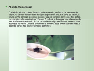  Abelhão(Mamangaba)Abelhão(Mamangaba)
O abelhão inicia a colônia fazendo ninhos no solo, no fundo de touceiras deO abelhão inicia a colônia fazendo ninhos no solo, no fundo de touceiras de
capim. O fundo é forrado com musgo e capim bem fino. Em cima do capim, acapim. O fundo é forrado com musgo e capim bem fino. Em cima do capim, a
futura rainha começa a estocar o pólen. Depois constrói, com cera, dois potes.futura rainha começa a estocar o pólen. Depois constrói, com cera, dois potes.
No primeiro, põe os primeiros 12 ovos. O outro é a dispensa, que ela enche deNo primeiro, põe os primeiros 12 ovos. O outro é a dispensa, que ela enche de
mel. Após o acasalamento, todos os machos e algumas fêmeas morrem, issomel. Após o acasalamento, todos os machos e algumas fêmeas morrem, isso
acontece no verão. Durante o outono e o inverno, após todo o trabalho feito, oacontece no verão. Durante o outono e o inverno, após todo o trabalho feito, o
abelhão pára e fica até nove meses dormindo.abelhão pára e fica até nove meses dormindo.
 