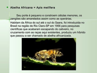  Abelha Africana = Apis melíferaAbelha Africana = Apis melífera
Seu porte é pequeno e constroem células menores, osSeu porte é pequeno e constroem células menores, os
zangões são amarelados assim como as operárias.zangões são amarelados assim como as operárias.
Habitam da África do sul até o sul do Saara, foi introduzida noHabitam da África do sul até o sul do Saara, foi introduzida no
Brasil na região de Rio Claro-SP em 1956 para pesquisasBrasil na região de Rio Claro-SP em 1956 para pesquisas
científicas que acabaram escapando do cativeiro, nocientíficas que acabaram escapando do cativeiro, no
cruzamento com as raças aqui existentes, produziu um híbridocruzamento com as raças aqui existentes, produziu um híbrido
que passou a ser chamado de abelha africanizada.que passou a ser chamado de abelha africanizada.
 