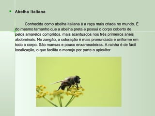  Abelha ItalianaAbelha Italiana
Conhecida como abelha italiana é a raça mais criada no mundo. ÉConhecida como abelha italiana é a raça mais criada no mundo. É
do mesmo tamanho que a abelha preta e possui o corpo coberto dedo mesmo tamanho que a abelha preta e possui o corpo coberto de
pelos amarelos compridos, mais acentuados nos três primeiros anéispelos amarelos compridos, mais acentuados nos três primeiros anéis
abdominais. No zangão, a coloração é mais pronunciada e uniforme emabdominais. No zangão, a coloração é mais pronunciada e uniforme em
todo o corpo. São mansas e pouco enxameadeiras. A rainha é de fáciltodo o corpo. São mansas e pouco enxameadeiras. A rainha é de fácil
localização, o que facilita o manejo por parte o apicultor.localização, o que facilita o manejo por parte o apicultor.
 