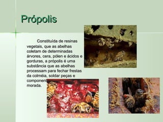 PrópolisPrópolis
Constituída de resinasConstituída de resinas
vegetais, que as abelhasvegetais, que as abelhas
coletam de determinadascoletam de determinadas
árvores, cera, pólen e ácidos eárvores, cera, pólen e ácidos e
gorduras, a própolis é umagorduras, a própolis é uma
substância que as abelhassubstância que as abelhas
processam para fechar frestasprocessam para fechar frestas
da colméia, soldar peças eda colméia, soldar peças e
componentes móveis da suacomponentes móveis da sua
morada.morada.
 
