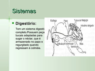 SistemasSistemas
 Digestório:Digestório:
Tem um sistema digestórioTem um sistema digestório
completo.Possuem peçascompleto.Possuem peças
bucais adaptadas parabucais adaptadas para
sugar o néctar, que ésugar o néctar, que é
armazenado no papo earmazenado no papo e
regurgitado quandoregurgitado quando
regressam à colméia.regressam à colméia.
 