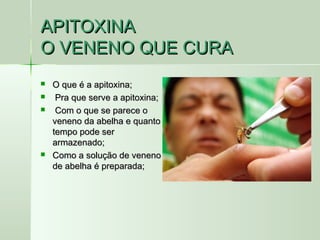 APITOXINAAPITOXINA
O VENENO QUE CURAO VENENO QUE CURA
 O que é a apitoxina;O que é a apitoxina;
 Pra que serve a apitoxina;Pra que serve a apitoxina;
 Com o que se parece oCom o que se parece o
veneno da abelha e quantoveneno da abelha e quanto
tempo pode sertempo pode ser
armazenado;armazenado;
 Como a solução de venenoComo a solução de veneno
de abelha é preparada;de abelha é preparada;
 