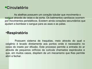 CirculatórioCirculatório
As abelhas possuem um coração tubular que movimenta o
sangue através de veias e da aorta. Os batimentos cardíacos ocorrem
por movimentos peristálticos. Existem ainda corações secundários que
ajudam a bombear o sangue para as asas e as patas.
•Respiratório
Possuem sistema de traquéias, meio através do qual o
oxigênio é levado diretamente aos pontos onde é necessário no
corpo do inseto por difusão. Este processo permite a entrada do ar
através de pequenos orifícios da cutícula chamados espiráculos e
que, em muitos casos, dispõem de um mecanismo que lhes permite
abrir e fechar.
 