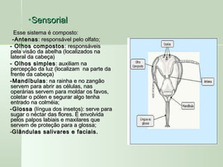 •SensorialSensorial
Esse sistema é composto:Esse sistema é composto:
-Antenas-Antenas : responsável pelo olfato;: responsável pelo olfato;
- Olhos compostos- Olhos compostos : responsáveis: responsáveis
pela visão da abelha (localizados napela visão da abelha (localizados na
lateral da cabeça)lateral da cabeça)
- Olhos simples- Olhos simples : auxiliam na: auxiliam na
percepção da luz (localizam  na parte dapercepção da luz (localizam  na parte da
frente da cabeça)frente da cabeça)
-Mandíbulas-Mandíbulas : na rainha e no zangão: na rainha e no zangão
servem para abrir as células, nasservem para abrir as células, nas
operárias servem para moldar os favos,operárias servem para moldar os favos,
coletar o pólen e segurar algo tenhacoletar o pólen e segurar algo tenha
entrado na colméia;entrado na colméia;
-Glossa-Glossa (língua dos insetos): serve para(língua dos insetos): serve para
sugar o néctar das flores. É envolvidasugar o néctar das flores. É envolvida
pelos palpos labiais e maxilares quepelos palpos labiais e maxilares que
servem de proteção para a glossa;servem de proteção para a glossa;
--Glândulas salivares e faciais.Glândulas salivares e faciais.
 