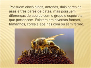 Possuem cinco olhos, antenas, dois pares de
asas e três pares de patas, mas possuem
diferenças de acordo com o grupo e espécie a
que pertencem. Existem em diversas formas,
tamanhos, cores e abelhas com ou sem ferrão.