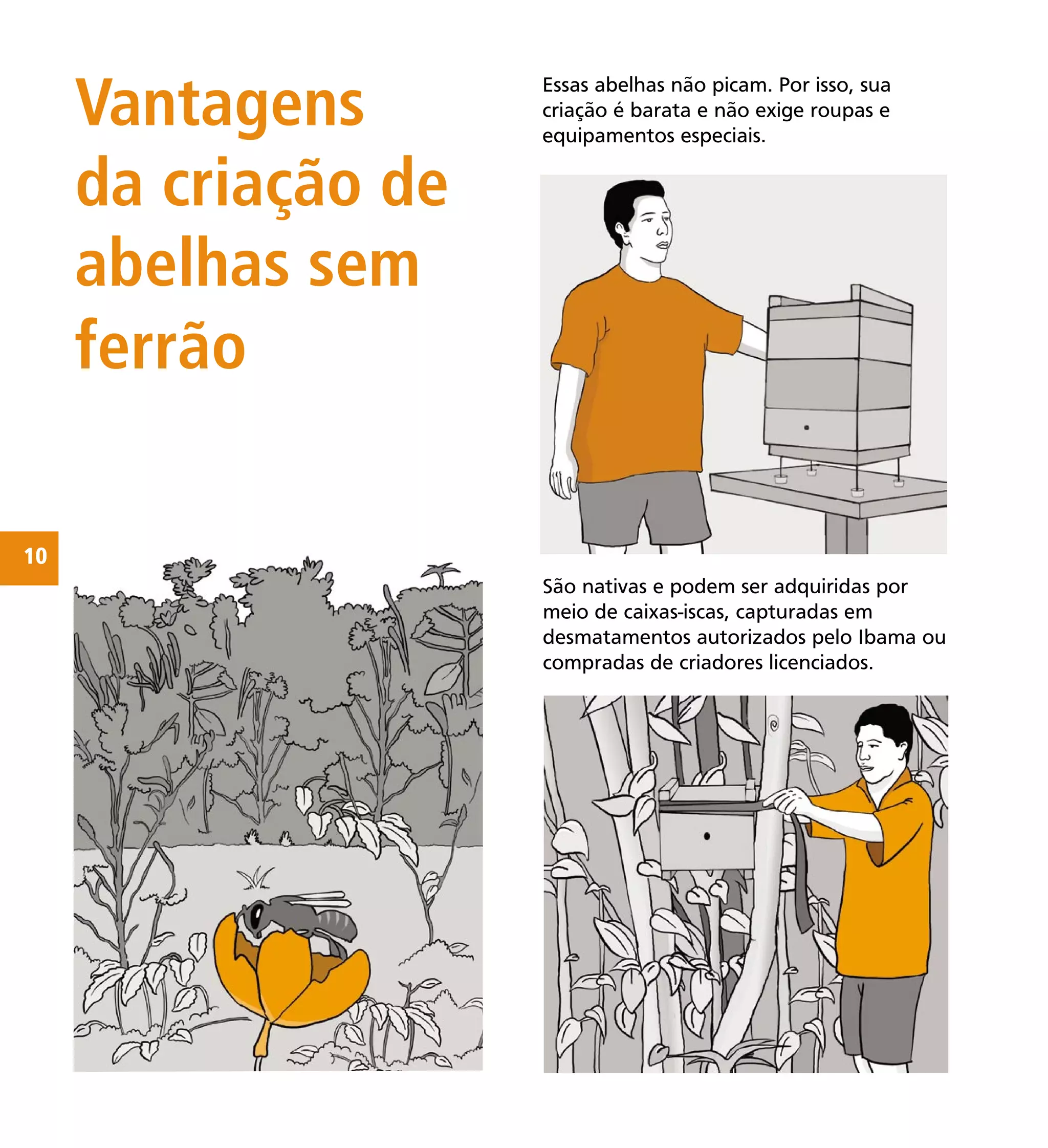 10
Vantagens
da criação de
abelhas sem
ferrão
Essas abelhas não picam. Por isso, sua
criação é barata e não exige roupas e
equipamentos especiais.
São nativas e podem ser adquiridas por
meio de caixas-iscas, capturadas em
desmatamentos autorizados pelo Ibama ou
compradas de criadores licenciados.
homens com motosserra
tirando a colméia da árvore
caída
ilustração
jovem de short mexendo com
as caixas
ilustração
vegetação e, em primeiro plano,
abelhas visitando ﬂores
 