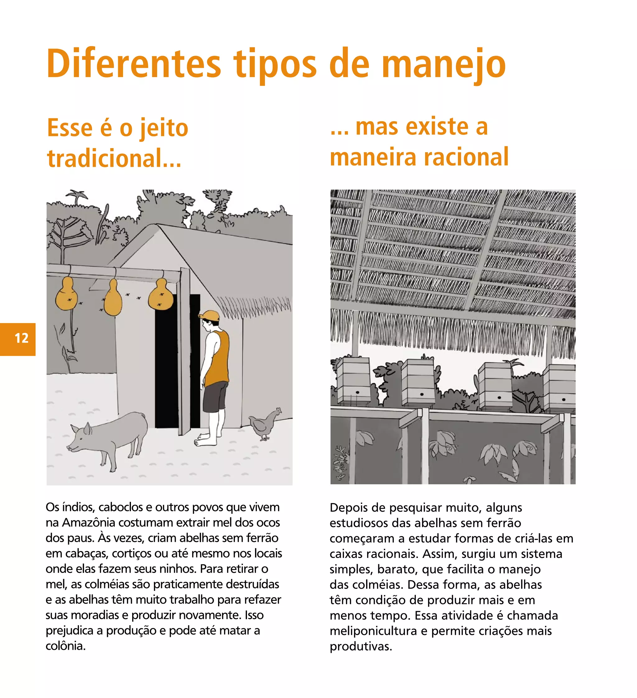 12
Depois de pesquisar muito, alguns
estudiosos das abelhas sem ferrão
começaram a estudar formas de criá-las em
caixas racionais. Assim, surgiu um sistema
simples, barato, que facilita o manejo
das colméias. Dessa forma, as abelhas
têm condição de produzir mais e em
menos tempo. Essa atividade é chamada
meliponicultura e permite criações mais
produtivas.
Os índios, caboclos e outros povos que vivem
na Amazônia costumam extrair mel dos ocos
dos paus. Às vezes, criam abelhas sem ferrão
em cabaças, cortiços ou até mesmo nos locais
onde elas fazem seus ninhos. Para retirar o
mel, as colméias são praticamente destruídas
e as abelhas têm muito trabalho para refazer
suas moradias e produzir novamente. Isso
prejudica a produção e pode até matar a
colônia.
ilustração
casa típica de caboclo com cabaças
em volta e pessoa mexendo com
abelha junto com porco, cachorro e
galinha
ilustração
Caixas colocas juntas e cobertas por
telhado num local mais isolado (pode
até colocar casa ao fundo) e em lugar
cheio de vegetação
Diferentes tipos de manejo
Esse é o jeito
tradicional...
... mas existe a
maneira racional
 