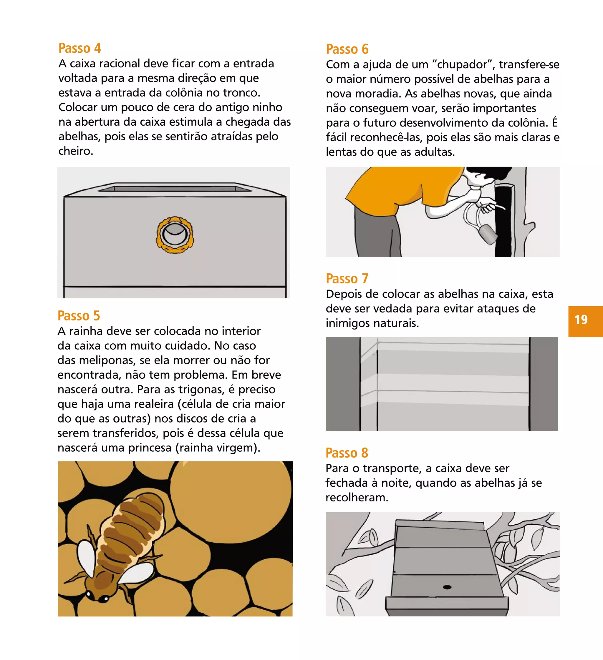 19
Passo 7
Depois de colocar as abelhas na caixa, esta
deve ser vedada para evitar ataques de
inimigos naturais.
Passo 6
Com a ajuda de um “chupador”, transfere-se
o maior número possível de abelhas para a
nova moradia. As abelhas novas, que ainda
não conseguem voar, serão importantes
para o futuro desenvolvimento da colônia. É
fácil reconhecê-las, pois elas são mais claras e
lentas do que as adultas.
Passo 5
A rainha deve ser colocada no interior
da caixa com muito cuidado. No caso
das meliponas, se ela morrer ou não for
encontrada, não tem problema. Em breve
nascerá outra. Para as trigonas, é preciso
que haja uma realeira (célula de cria maior
do que as outras) nos discos de cria a
serem transferidos, pois é dessa célula que
nascerá uma princesa (rainha virgem).
Passo 4
A caixa racional deve ﬁcar com a entrada
voltada para a mesma direção em que
estava a entrada da colônia no tronco.
Colocar um pouco de cera do antigo ninho
na abertura da caixa estimula a chegada das
abelhas, pois elas se sentirão atraídas pelo
cheiro.
Passo 8
Para o transporte, a caixa deve ser
fechada à noite, quando as abelhas já se
recolheram.
 