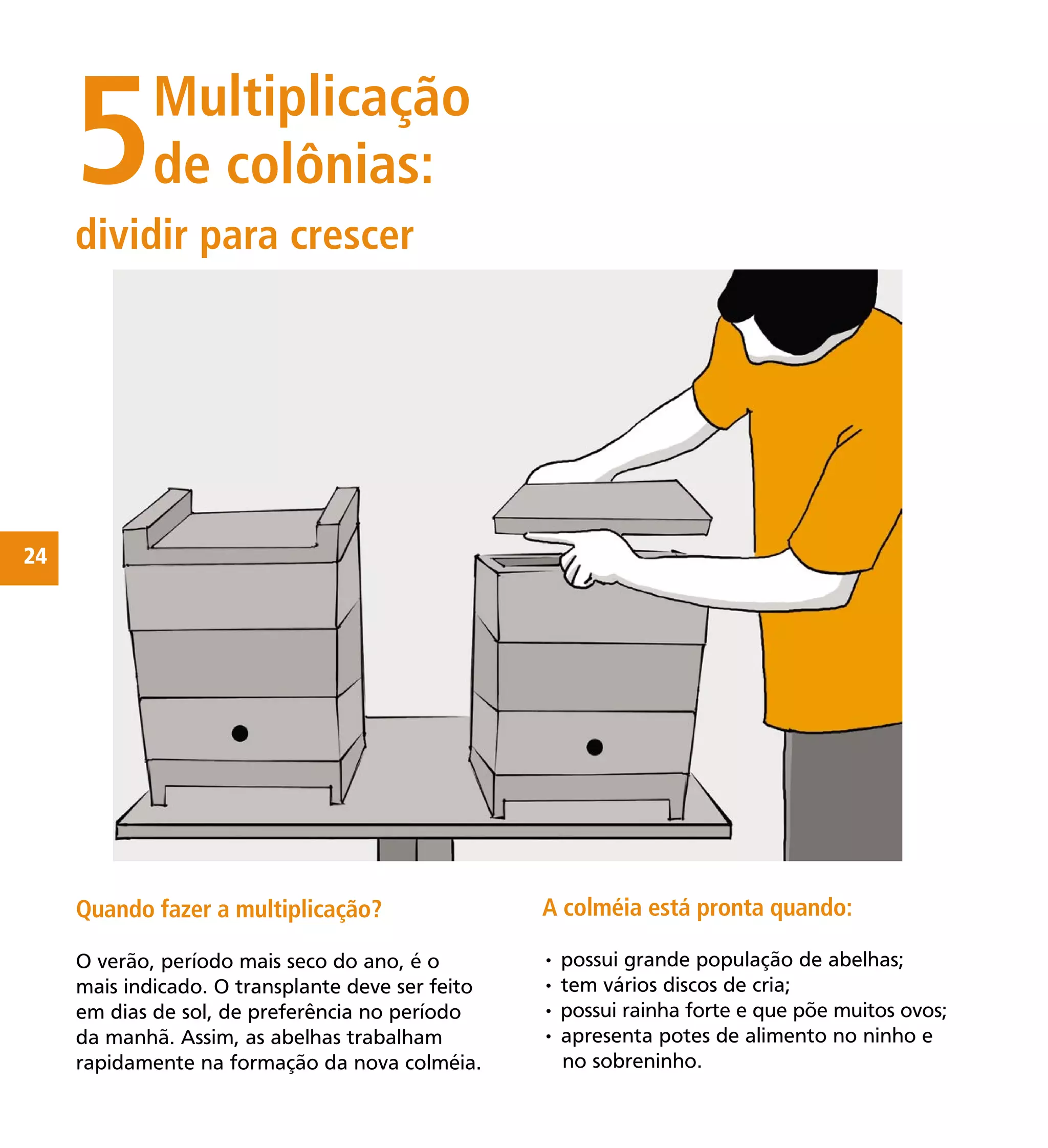 24
5Multiplicação
de colônias:
Quando fazer a multiplicação?
O verão, período mais seco do ano, é o
mais indicado. O transplante deve ser feito
em dias de sol, de preferência no período
da manhã. Assim, as abelhas trabalham
rapidamente na formação da nova colméia.
A colméia está pronta quando:
• possui grande população de abelhas;
• tem vários discos de cria;
• possui rainha forte e que põe muitos ovos;
• apresenta potes de alimento no ninho e
no sobreninho.
Ilustração
pessoa realizando o trans-
plante de ninhos de uma
caixa para outra. Colocar os
materiais necessários para
isso ao lado das caixas, na
bancada.
dividir para crescer
 