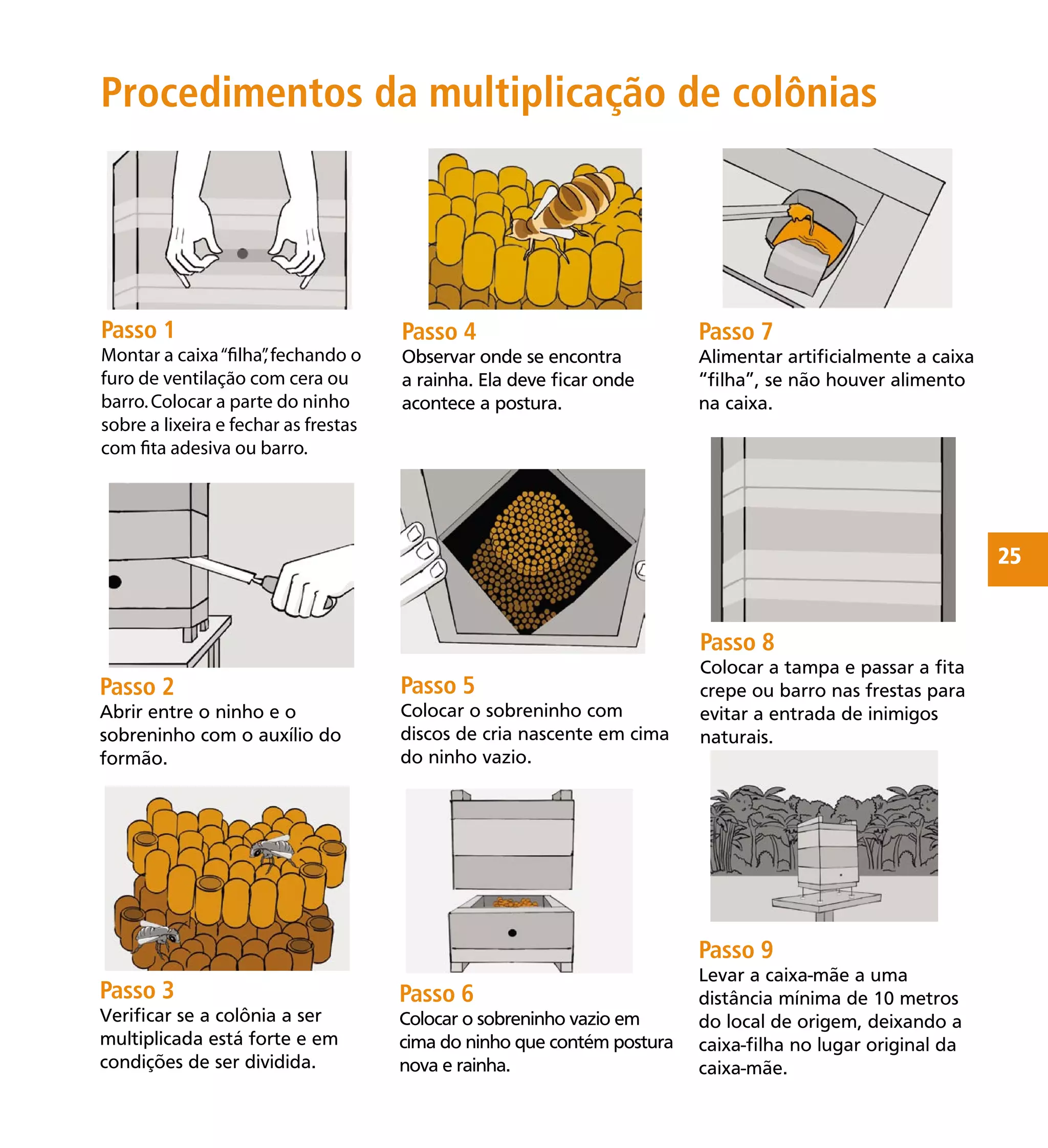 25
Passo 9
Levar a caixa-mãe a uma
distância mínima de 10 metros
do local de origem, deixando a
caixa-ﬁlha no lugar original da
caixa-mãe.
Procedimentos da multiplicação de colônias
Passo 1
Montar a caixa“ﬁlha”,fechando o
furo de ventilação com cera ou
barro.Colocar a parte do ninho
sobre a lixeira e fechar as frestas
com ﬁta adesiva ou barro.
Passo 2
Abrir entre o ninho e o
sobreninho com o auxílio do
formão.
Passo 3
Veriﬁcar se a colônia a ser
multiplicada está forte e em
condições de ser dividida.
Passo 4
Observar onde se encontra
a rainha. Ela deve ﬁcar onde
acontece a postura.
Passo 5
Colocar o sobreninho com
discos de cria nascente em cima
do ninho vazio.
Passo 6
Colocar o sobreninho vazio em
cima do ninho que contém postura
nova e rainha.
Passo 7
Alimentar artiﬁcialmente a caixa
“ﬁlha”, se não houver alimento
na caixa.
Passo 8
Colocar a tampa e passar a ﬁta
crepe ou barro nas frestas para
evitar a entrada de inimigos
naturais.
 