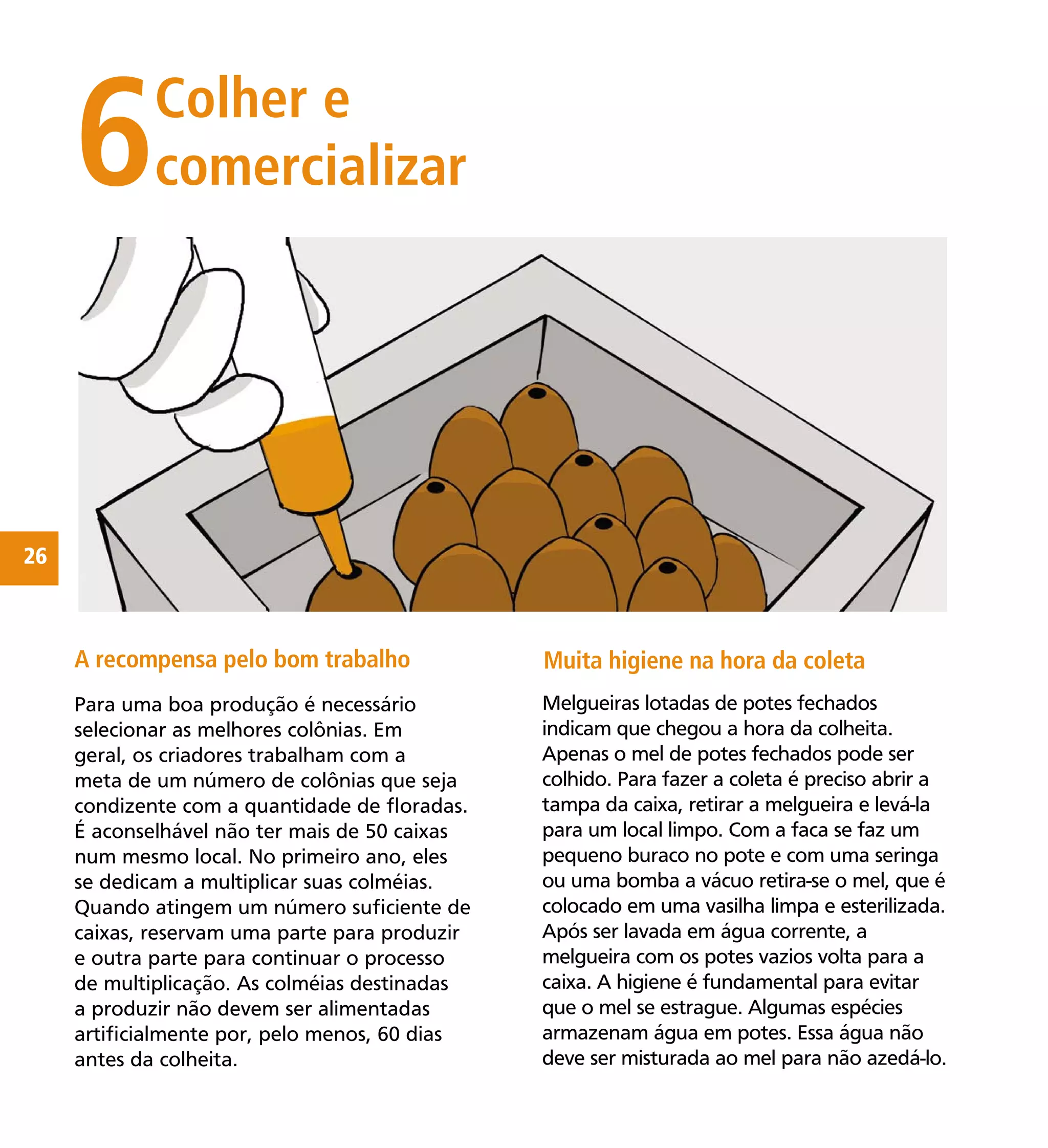 26
Para uma boa produção é necessário
selecionar as melhores colônias. Em
geral, os criadores trabalham com a
meta de um número de colônias que seja
condizente com a quantidade de ﬂoradas.
É aconselhável não ter mais de 50 caixas
num mesmo local. No primeiro ano, eles
se dedicam a multiplicar suas colméias.
Quando atingem um número suﬁciente de
caixas, reservam uma parte para produzir
e outra parte para continuar o processo
de multiplicação. As colméias destinadas
a produzir não devem ser alimentadas
artiﬁcialmente por, pelo menos, 60 dias
antes da colheita.
6Colher e
comercializar
Melgueiras lotadas de potes fechados
indicam que chegou a hora da colheita.
Apenas o mel de potes fechados pode ser
colhido. Para fazer a coleta é preciso abrir a
tampa da caixa, retirar a melgueira e levá-la
para um local limpo. Com a faca se faz um
pequeno buraco no pote e com uma seringa
ou uma bomba a vácuo retira-se o mel, que é
colocado em uma vasilha limpa e esterilizada.
Após ser lavada em água corrente, a
melgueira com os potes vazios volta para a
caixa. A higiene é fundamental para evitar
que o mel se estrague. Algumas espécies
armazenam água em potes. Essa água não
deve ser misturada ao mel para não azedá-lo.
A recompensa pelo bom trabalho Muita higiene na hora da coleta
 