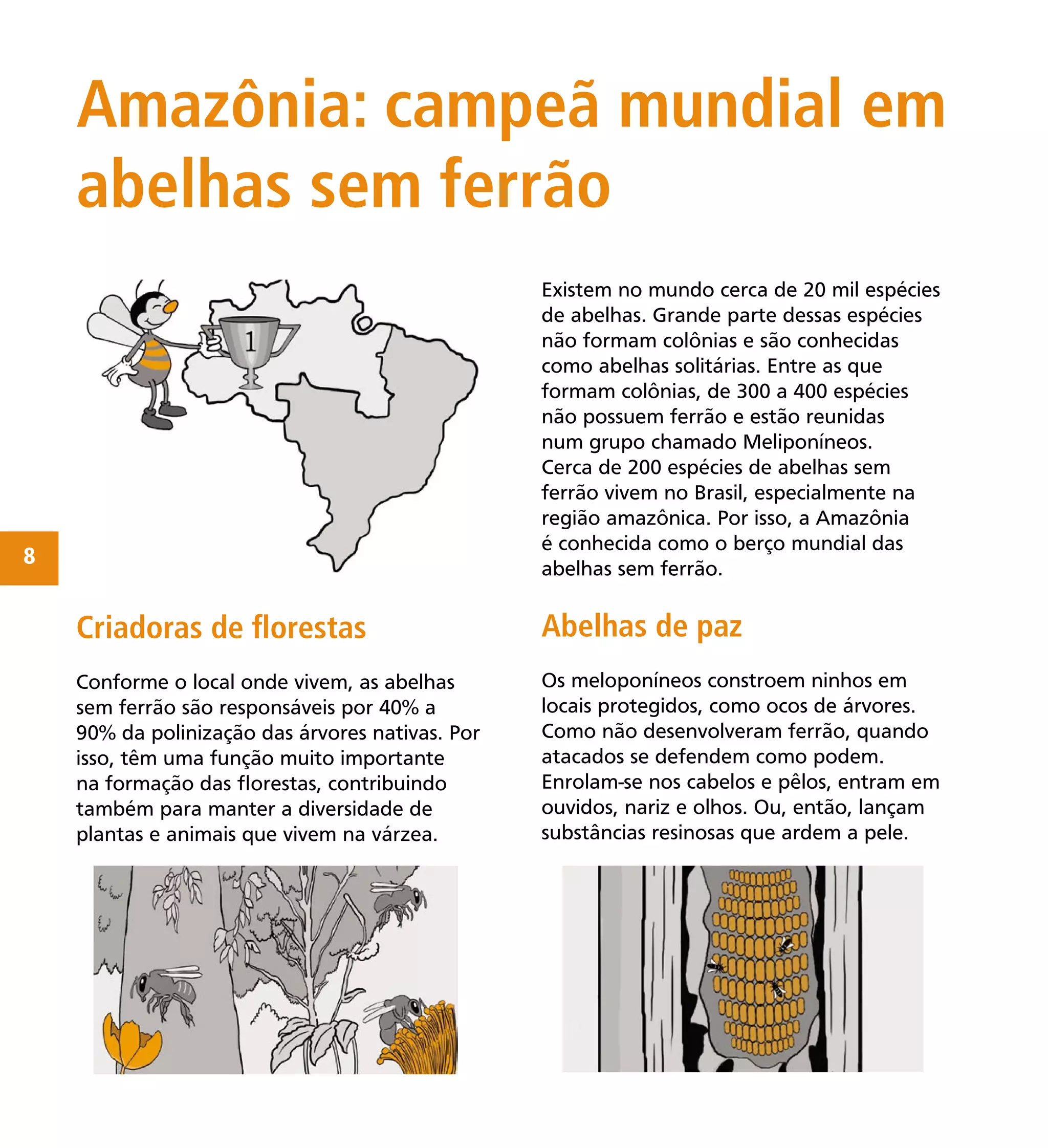 8
Existem no mundo cerca de 20 mil espécies
de abelhas. Grande parte dessas espécies
não formam colônias e são conhecidas
como abelhas solitárias. Entre as que
formam colônias, de 300 a 400 espécies
não possuem ferrão e estão reunidas
num grupo chamado Meliponíneos.
Cerca de 200 espécies de abelhas sem
ferrão vivem no Brasil, especialmente na
região amazônica. Por isso, a Amazônia
é conhecida como o berço mundial das
abelhas sem ferrão.
Amazônia: campeã mundial em
abelhas sem ferrão
Criadoras de ﬂorestas
Conforme o local onde vivem, as abelhas
sem ferrão são responsáveis por 40% a
90% da polinização das árvores nativas. Por
isso, têm uma função muito importante
na formação das ﬂorestas, contribuindo
também para manter a diversidade de
plantas e animais que vivem na várzea.
Abelhas de paz
Os meloponíneos constroem ninhos em
locais protegidos, como ocos de árvores.
Como não desenvolveram ferrão, quando
atacados se defendem como podem.
Enrolam-se nos cabelos e pêlos, entram em
ouvidos, nariz e olhos. Ou, então, lançam
substâncias resinosas que ardem a pele.
 