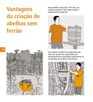 10
Vantagens
da criação de
abelhas sem
ferrão
Essas abelhas não picam. Por isso, sua
criação é barata e não exige roupas e
equipamentos especiais.
São nativas e podem ser adquiridas por
meio de caixas-iscas, capturadas em
desmatamentos autorizados pelo Ibama ou
compradas de criadores licenciados.
homens com motosserra
tirando a colméia da árvore
caída
ilustração
jovem de short mexendo com
as caixas
ilustração
vegetação e, em primeiro plano,
abelhas visitando ﬂores
 