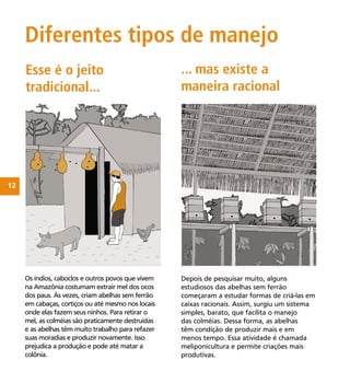 12
Depois de pesquisar muito, alguns
estudiosos das abelhas sem ferrão
começaram a estudar formas de criá-las em
caixas racionais. Assim, surgiu um sistema
simples, barato, que facilita o manejo
das colméias. Dessa forma, as abelhas
têm condição de produzir mais e em
menos tempo. Essa atividade é chamada
meliponicultura e permite criações mais
produtivas.
Os índios, caboclos e outros povos que vivem
na Amazônia costumam extrair mel dos ocos
dos paus. Às vezes, criam abelhas sem ferrão
em cabaças, cortiços ou até mesmo nos locais
onde elas fazem seus ninhos. Para retirar o
mel, as colméias são praticamente destruídas
e as abelhas têm muito trabalho para refazer
suas moradias e produzir novamente. Isso
prejudica a produção e pode até matar a
colônia.
ilustração
casa típica de caboclo com cabaças
em volta e pessoa mexendo com
abelha junto com porco, cachorro e
galinha
ilustração
Caixas colocas juntas e cobertas por
telhado num local mais isolado (pode
até colocar casa ao fundo) e em lugar
cheio de vegetação
Diferentes tipos de manejo
Esse é o jeito
tradicional...
... mas existe a
maneira racional
 